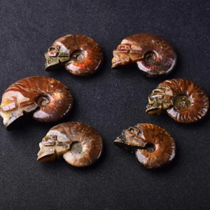 Rainbow Natural Conch Crystal Ammonite Fossil Carved Skull Healing Reiki Dec 1Pc - Picture 1 of 6