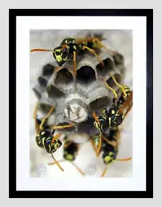 WASP NEST INSECT HIVE BLACK FRAME FRAMED ART PRINT PICTURE MOUNT B12X8958 - Picture 1 of 17
