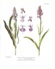 Stampa Antica Orchidea Orchis Praetermiss Ibridi Godfery 1933 Antique Print