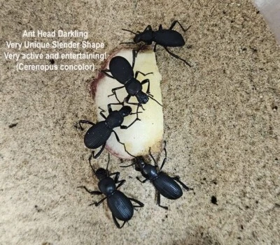 Ant Head Dth Feigning Beatlees (Set of 7!)  (cohab w/ Blue Death Feigning) - Image 1 of 4