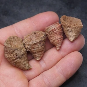 4 piezas 56gr. Fósiles Cuerno Rugoso Coral Extinto Coral Solitario Devónico26 - Imagen 1 de 6