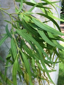 Semillas de eucalipto limón - Corymbia citriodora - Semillas de árboles medicinales fragantes - Imagen 1 de 7