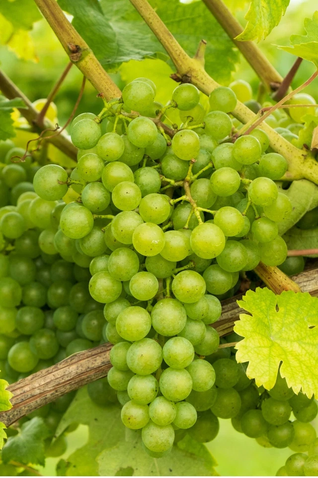 Pianta di Vite pianta di uva vigna da tavola uva da tavola pianta da frutta vera - Immagine 1 di 1