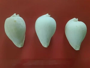3 Cypraea Umbilical Hesitate, Iredale, New South Wales, Australia - Picture 1 of 6