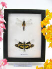 2 beautiful dragonflies in the showcase - framed - real - taxidermy 25