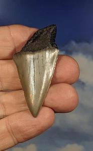 Mako Shark Tooth. Carcharodon. 12-15 Million years old. 58mm. Gift Boxed. - Picture 1 of 4