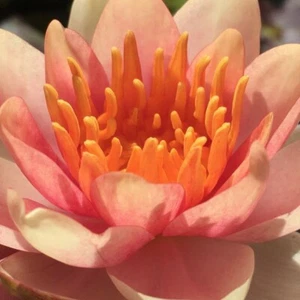 Chrysanthia Dwarf Small Pond Water Lily - pond plants water lilies aquatic plant - Picture 1 of 5