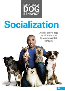 Grundlagen des Hundeverhaltens: Sozialisation Cesar DVD NEU - Bild 1 von 1