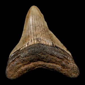 2.7" Quality Megalodon Shark Tooth Serrated Fossil Natural Miocene Age COA - Picture 1 of 7