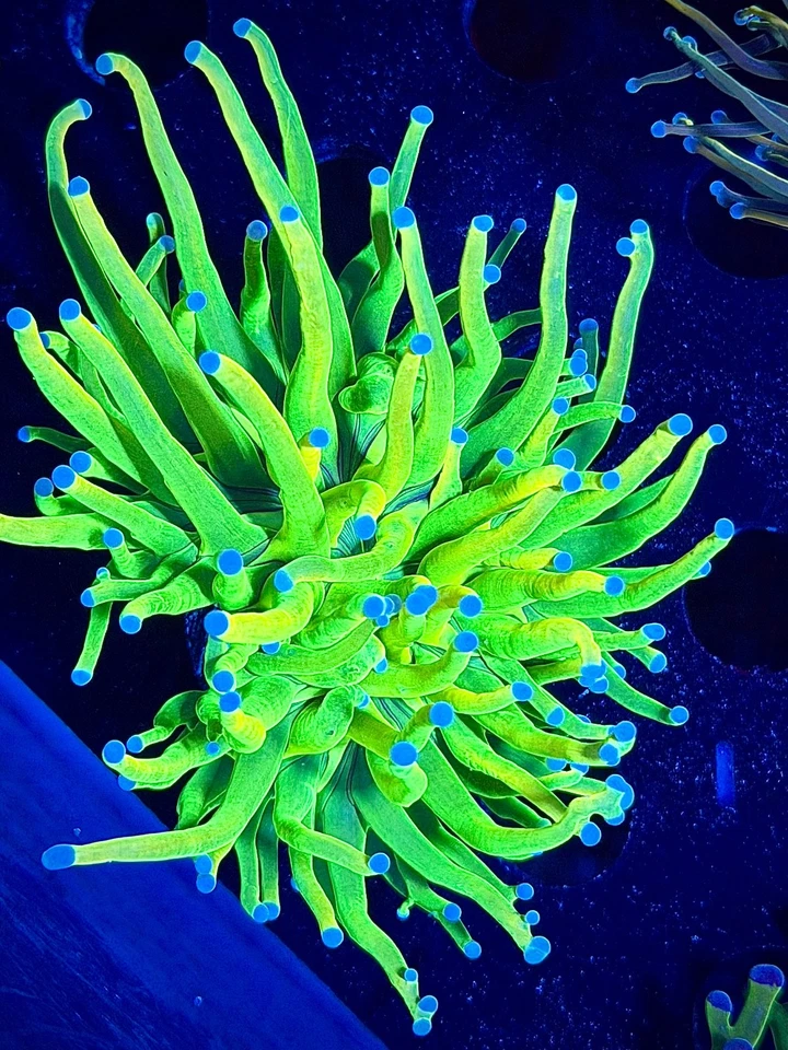 Kalimantan HG Antorcha Santo Grial CK Wysiwyg live coral frag Foto 1 de 1