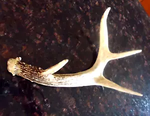 1 Whitetail Deer Antler Shed Rack Decor 4 Point Nice Patina Decor Knife Handles - Picture 1 of 6