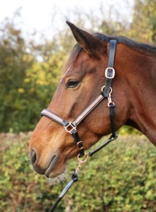 Hy Equestrian Rosciano Rose Gold Head Collar Bling Diamantes Black/Brown P/C/F - Picture 1 of 5