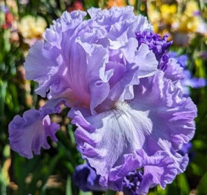 'Lingering Lilac' TB Iris Rizoma PREVENDITA per spedizione luglio, agosto e 25 settembre - Foto 1 di 5