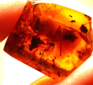 Ultra RARE Giant True Bee with Spider in Baltic Amber Fossil Gemstone - Picture 1 of 14