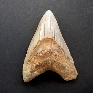 Megalodon Hai Zahn Fossil 11,9cm – Indonesien – beige, guter Zustand - Bild 1 von 6