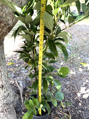 ÁRBOL DE AGUACATE ORO NEGRO INJERTADO (PERSEA AMERICANA) EN MACETA DE PLÁSTICO DE 1 GALÓN Foto 1 de 4
