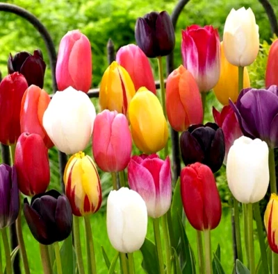 Луковицы цветов тюльпанов 20 смешанных цветов многолетние тюльпаны для посадки в весеннем саду - Изображение 1 из 4