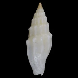 VEXILLUM CORONATUM (Mactan Isl., Philippines) 11.1mm #47544 - Picture 1 of 3