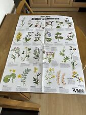 British Wildflowers Wildlife A1 Size Fold Out Poster Daily Mail