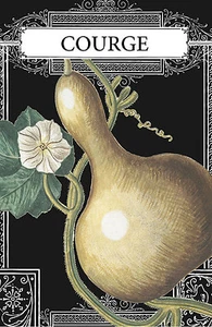 Squash Zeichnung botanischer Druck französischer Squash Illustration Kunstdruck, 4x6 Zoll-16x24 - Bild 1 von 5