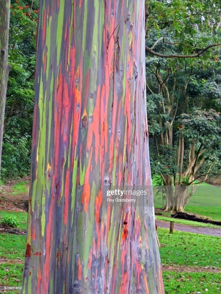 12 semillas de árbol de eucalipto arco iris Foto 1 de 1