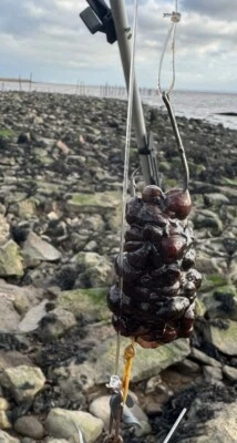 “10x Plataformas de polea Dongle 4/0 Ganchos circulares 3” Dongles amarillos Bajo liso Hound Ray” Foto 1 de 4