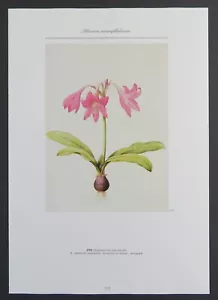 Netted Amaryllis, Pink Flower, Redoute Botanical Print, 1986 Offset Lithographie - Bild 1 von 4