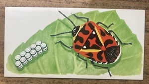 Vintage - 1962 - Gelles Widmer - Insect CARD - Harlequin Bug - Picture 1 of 2