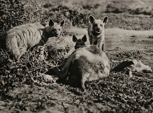 1929 Original AFRICA Hyenas Eating A Donkey Wild Animal Photo Gravure Art 11X14 - Picture 1 of 1