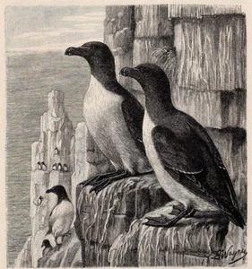 RAZORBILL - Northern Atlantic Seabird Cliff Pair 1900 Antique Wood Engraving - Picture 1 of 2
