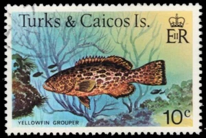 TURKS and CAICOS 367 - Yellowfin Grouper "Mycteroperca venenosa" (pb63718) - Picture 1 of 1