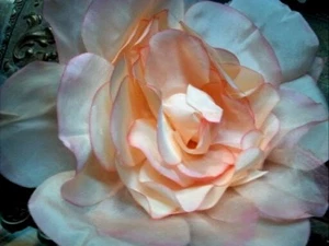 Vintage 1950s silk flower 8" peachy pink extra large rose 1pc Czechoslovakia - Picture 1 of 3