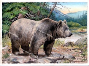 Hugo Hartmann Gießhübel Sudetenland Bär Grizzly Bär Braunbär Böhmerwald Karpaten - Bild 1 von 1