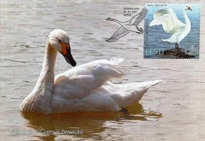 ESTONIA ANIMAL SEA BIRD TUNDRA SWAN unused MAXIMUM CARD 2007 #566 Mi 580 - Picture 1 of 1