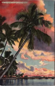 Cartolina d'epoca Palma tropicale in Florida tramonto JW1 - Foto 1 di 2