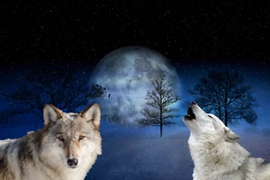 Wild White Wolfs Picture Wall Art Print Nightlight Snow Forest 8X12 - Picture 1 of 2
