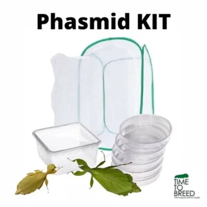 PHASMID KIT - the complete setup to REAR STICK INSECTS - NYMPHS INCLUDED - Imagen 1 de 6