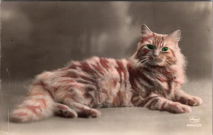REAL PHOTO POSTCARD - ORANGE & WHITE TABBY CAT WITH GREEN EYES - Picture 1 of 2