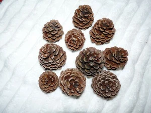 10 Schwarzkiefernzapfen zum Basteln ca. 3 cm bis 6 cm Naturprodukt - Bild 1 von 2
