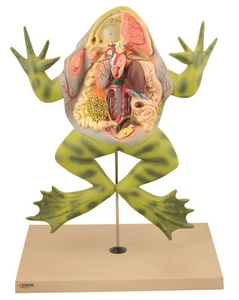 Eisco Labs Frog Dissection Model with open back (Bull Frog); on stand - Picture 1 of 1