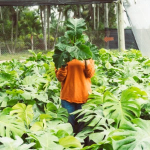 Alocasia Low Rider | Live Tropical Plant 6" inch Pot | Elephant's Ear Houseplant - Picture 1 of 6