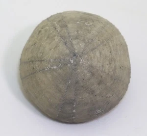 Seeigel, Camerogalerus cylindricus, Kreide, Cenoman, Wunstorf-Kolenfeld,BRD-L836 - Picture 1 of 6