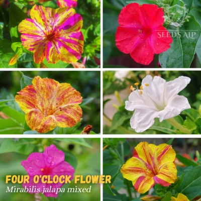 VIER UHR BLUME 🌸 Mirabilis jalapa mixed 100 SAMEN Wunder von Peru Wunderblume - Bild 1 von 4
