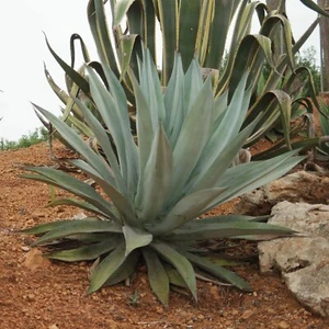 Aloe americano de agave americano del siglo muy alto planta maguey - 10 semillas
