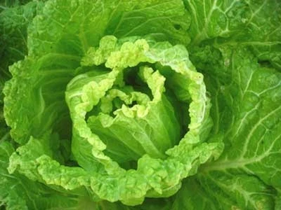 MICHIHILI NAPA Chinese CABBAGE  Vegetable Bok Choy Seeds - Image 1 of 2