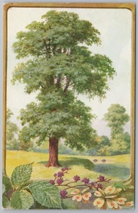The Elm Tree Postcard by Salmon - Picture 1 of 2