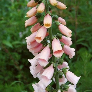 Aprikosenfarbene Fingerhut - Digitalis purpurea "Apricot" 1000 Samen - Bild 1 von 3
