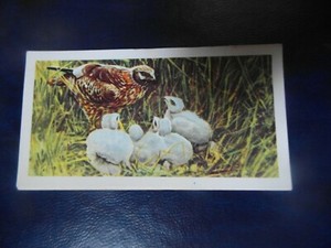  Brooke Bond "British Birds" 1954 original tea-card No.15, "The hen Harrier".  