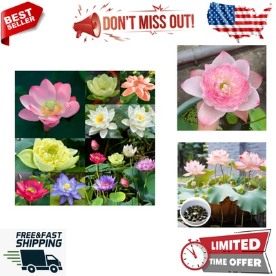 Lote de 300 piezas de semillas de loto de tazón mezcladas para plantar agua características bonsai Jardínpatio Foto 1 de 4