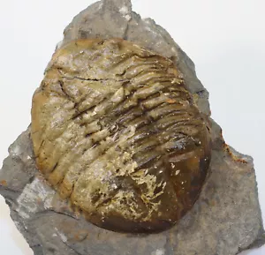 Trilobit, Asaphus expansus, Ordovizium, Fiskum, Kongsberg, Norwegen-k565 - Bild 1 von 4